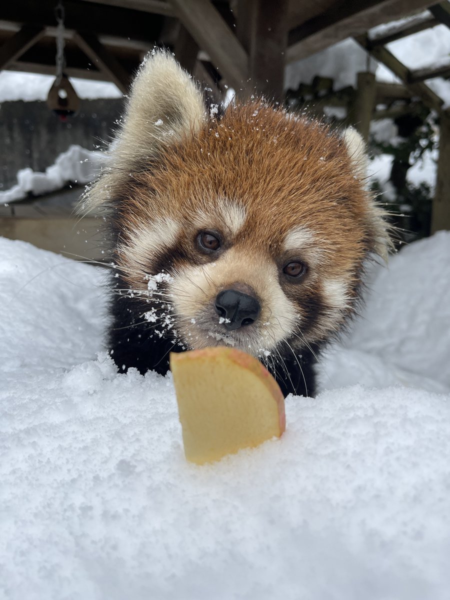 つっち～♪@レサパン溺愛中(♡˙︶˙♡) (@LMystar238) / Posts / X