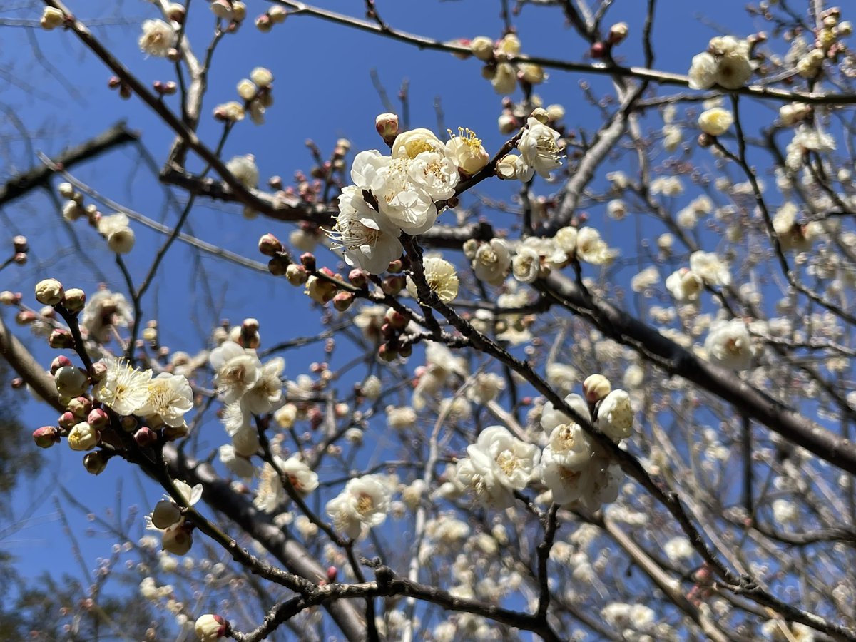 今年も梅を求めて流離うシーズンが開幕しましたぁ！！