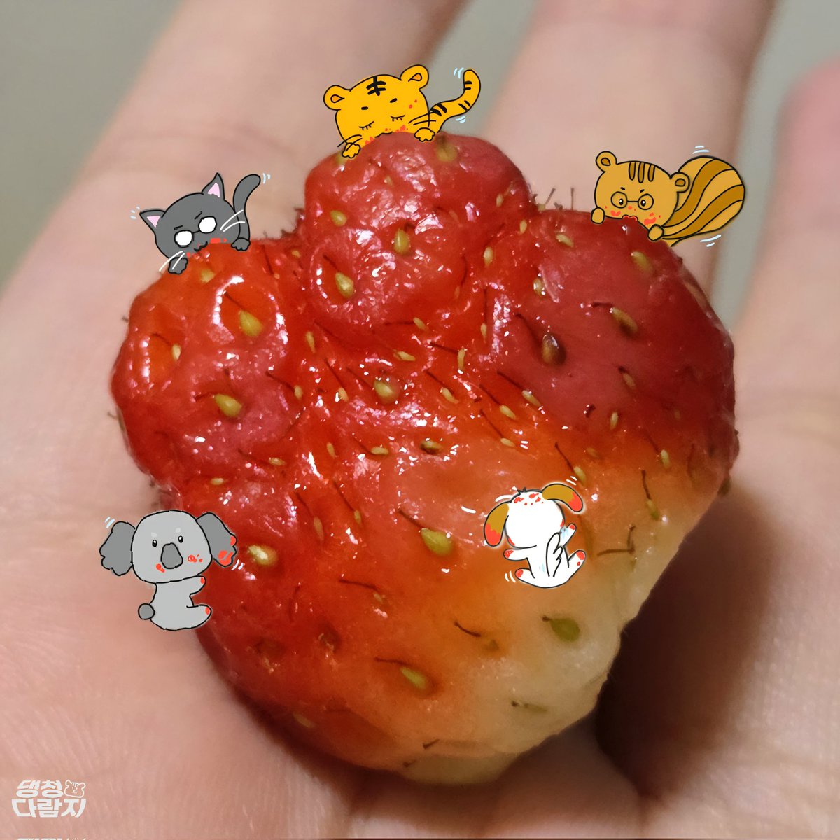 Be_yon_'s tweet photo. 딸기가 진짜 귀엽게 생기고 진짜 맛있었어욥🍓
🐿🐯🐈‍⬛🐨🐶

#T1 #DOFPK https://t.co/HwLUDSsgjA