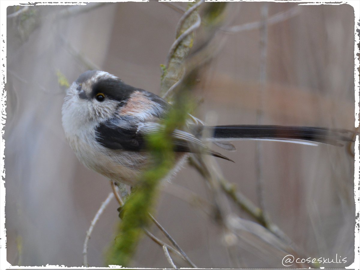 Cosesxulis🤗🐾🌳🍅🎨💛 tweet media