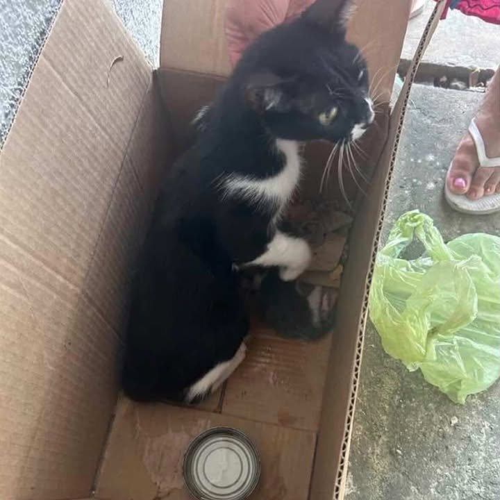 DeGatitos_'s tweet photo. URGENTE TRANSITO PARA MAMA CON BEBE EN TORTUGUITAS!
Tengo una mamá con una solo cría recién nacida que la dejaron en la puerta de una quinta en Tortuguitas, las pueden traer a CABA.
Carolina 11 5332-7907

#TransitoParaGataMadre https://t.co/ld8KKVrwq1