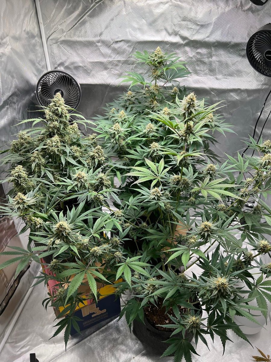 STONERS R US 🍃 tweet media