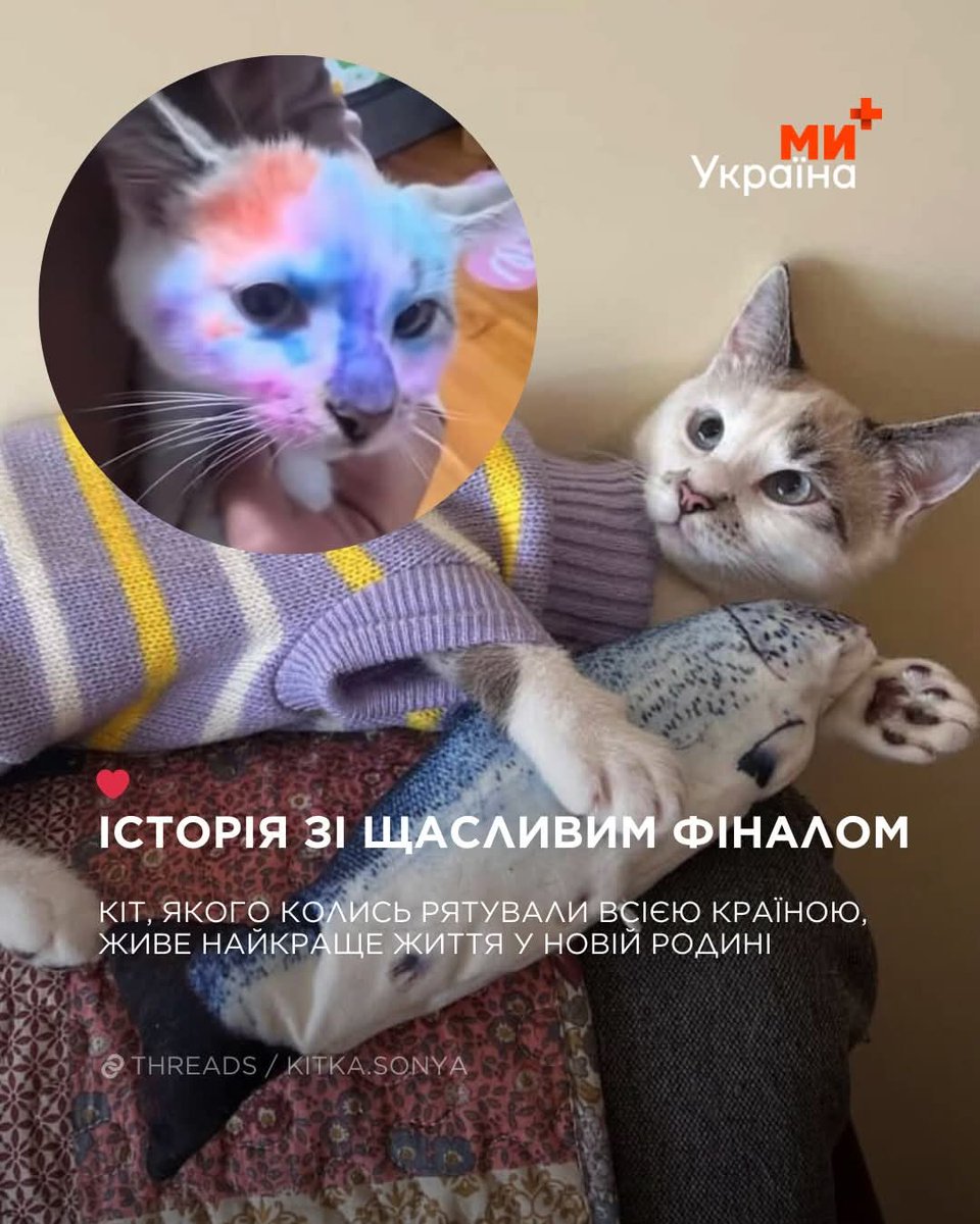LesyaUA7Evropa's tweet image. Пам'ятаєте котика, якаго молодша донька львівської лікарки катувала, тицяючи фломастером в очі, розмальовуючи йому голову.
Цей процес спокійно знімав батько, він і виклав в мережу відео.
Та нема щастя без горя.
Це і стало кінцевою крапкою важкого життя кошеняти в родині лікарки.