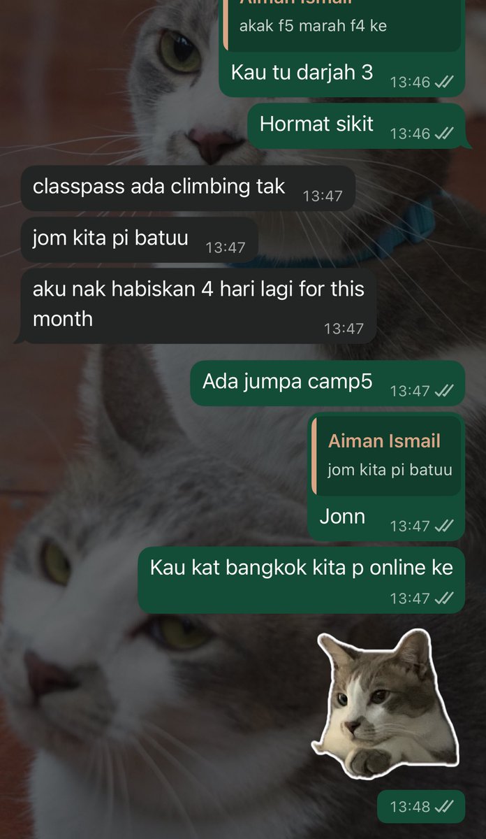 Neko 🍉 tweet media