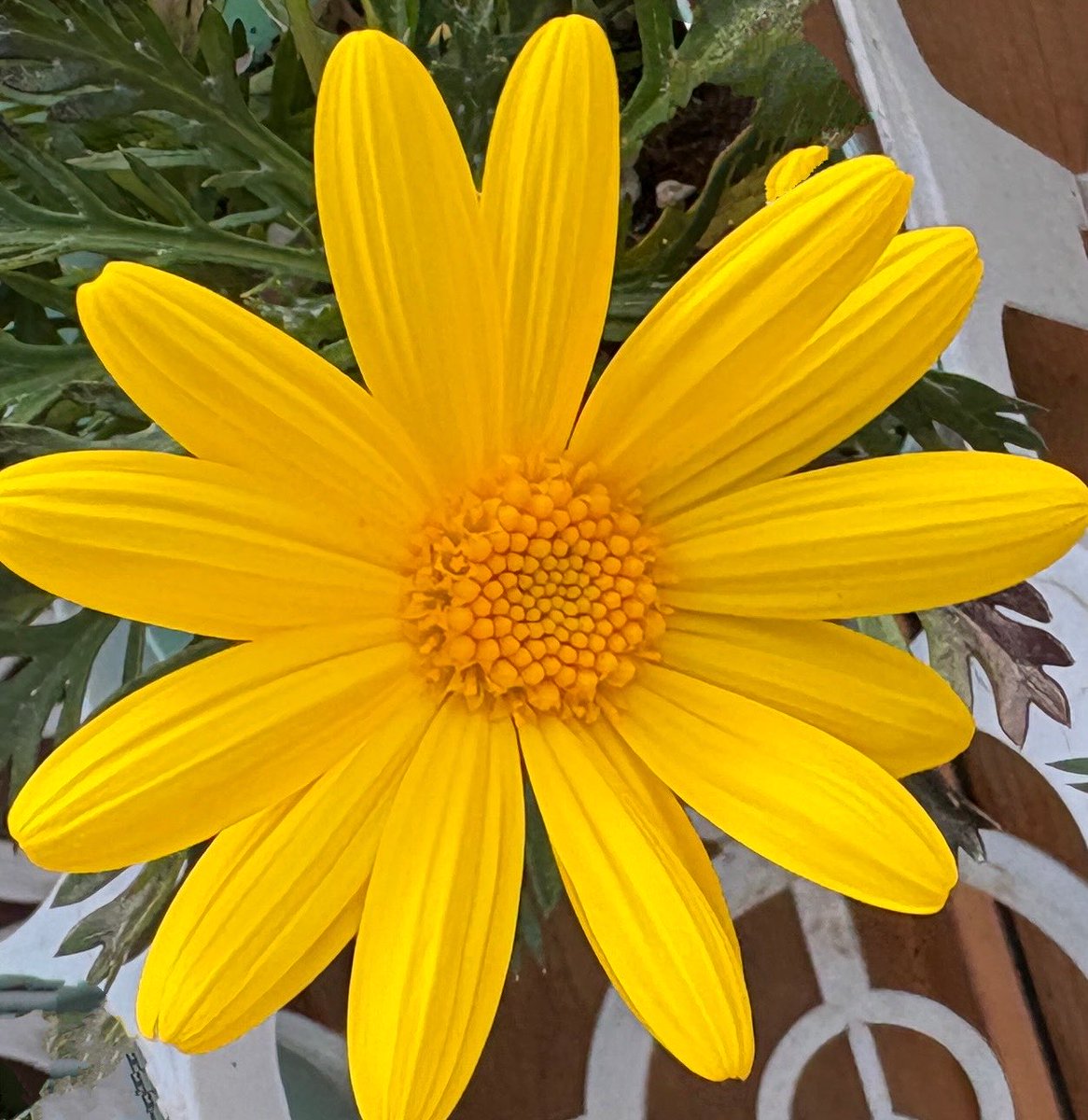 サランちゃん (@7888ma_i) / Posts / X