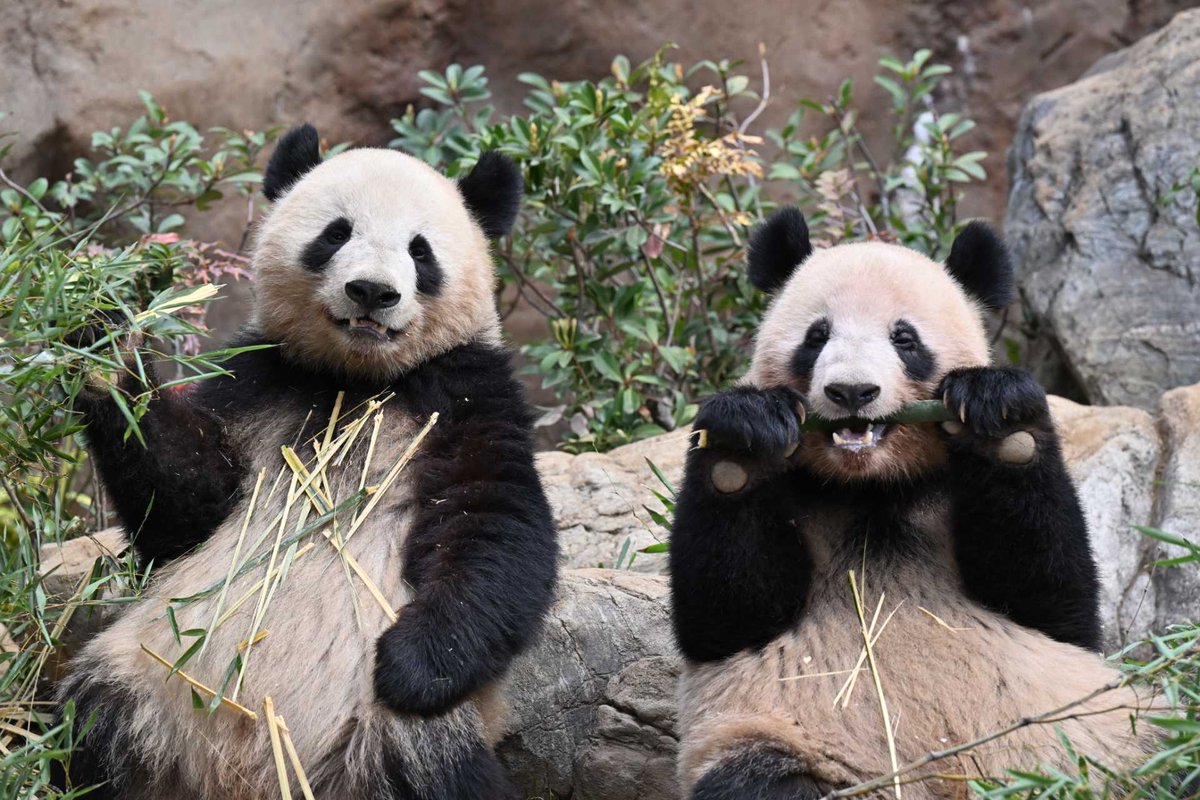 PeopleChina's tweet image. 今日、上野動物園の双子パンダ「シャオシャオ」と「レイレイ」（愛称「シャオレイ」）が中国へ帰国することとなりました。日本の作家・遠藤英湖さんが、温かい思い出と深い観察を綴ったエッセイを寄稿してくださいました。日本からの、心温まる別れの贈り物です。
peoplechina.com.cn/zrjl/202601/t2…