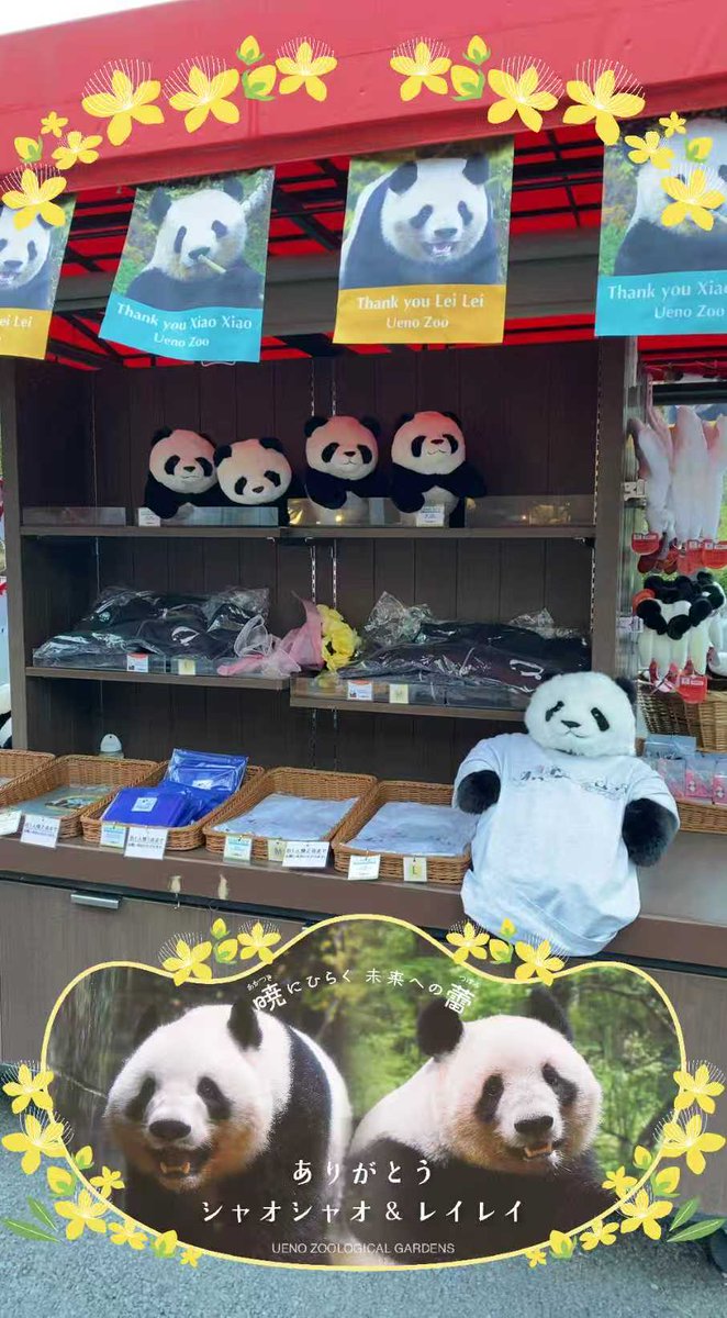 PeopleChina's tweet image. 今日、上野動物園の双子パンダ「シャオシャオ」と「レイレイ」（愛称「シャオレイ」）が中国へ帰国することとなりました。日本の作家・遠藤英湖さんが、温かい思い出と深い観察を綴ったエッセイを寄稿してくださいました。日本からの、心温まる別れの贈り物です。
peoplechina.com.cn/zrjl/202601/t2…