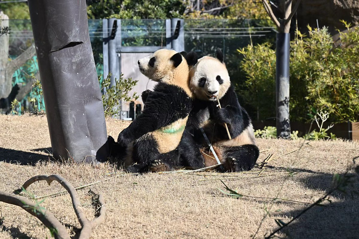 PeopleChina's tweet image. 今日、上野動物園の双子パンダ「シャオシャオ」と「レイレイ」（愛称「シャオレイ」）が中国へ帰国することとなりました。日本の作家・遠藤英湖さんが、温かい思い出と深い観察を綴ったエッセイを寄稿してくださいました。日本からの、心温まる別れの贈り物です。
peoplechina.com.cn/zrjl/202601/t2…