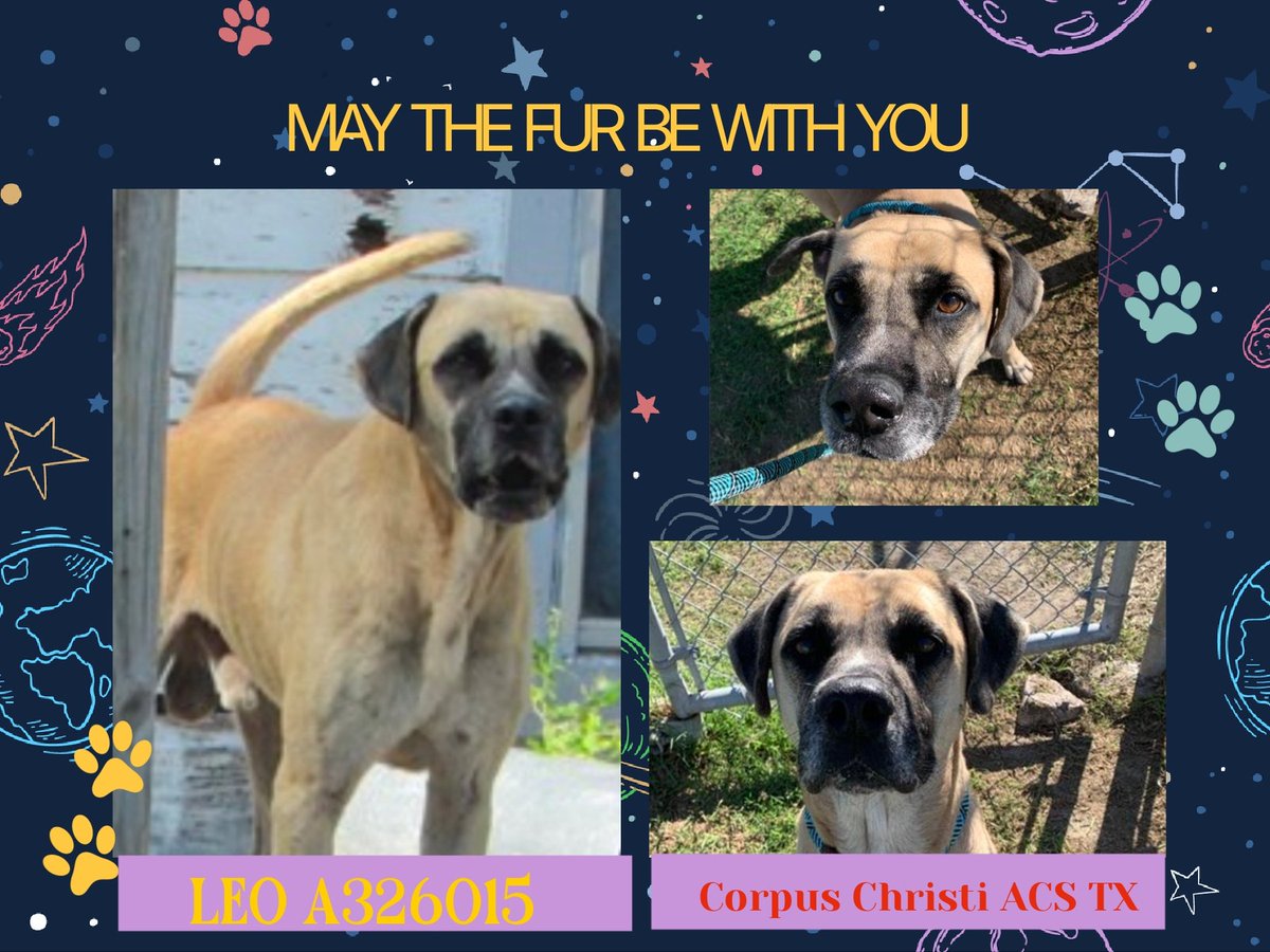 beeleevitonly's tweet photo. 🆘️LEO #A326015 impounded since 12/2 😳with no dog testing, 2 surgeries for neuter, tx for roundworms, #CorpusChristi #TX now put on #Euthlist with no opportunities for public to meet him. Staff says he loves attention & friendly with people. He's #SeniorAlert 6 yo said to be #APBTmix but looks boxer or mastiff, HW+🪱
His time is limited, please RT, #PledgeForRescue
To #ADOPT #Foster ccacsrescues@cctexas.com