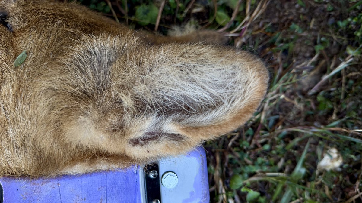 Bilal Habib tweet media