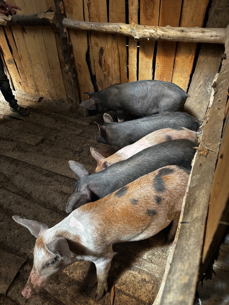 Durocs give tastier pork meat🐷🤑.