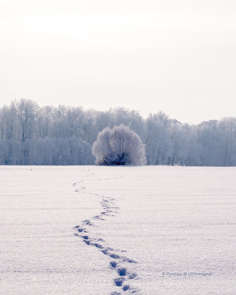 Der Standpunkt einer Kultur ist immer der Standpunkt ihrer Menschlichkeit.

(Adalbert Stifter)