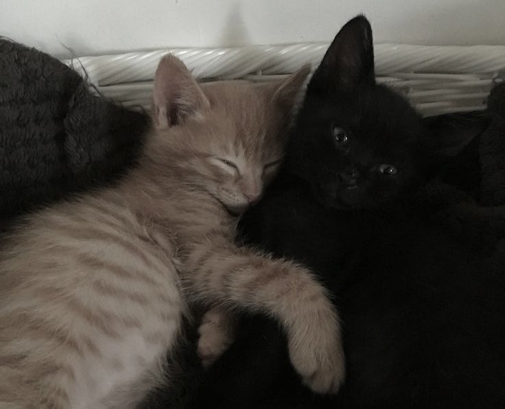 ilysomas's tweet image. 🐈‍⬛🐈