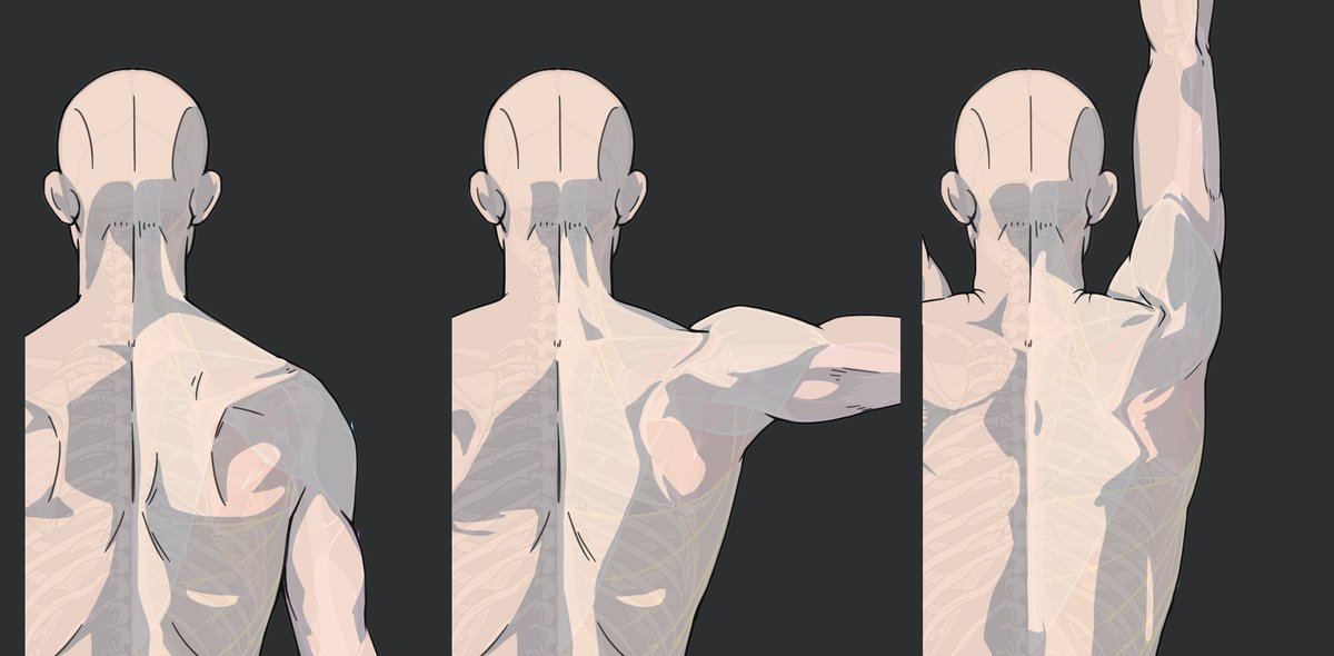 tatami_loop's tweet image. 肩甲骨の動きを意識しながら観察すると、背中を描くのが楽しくなると思います。