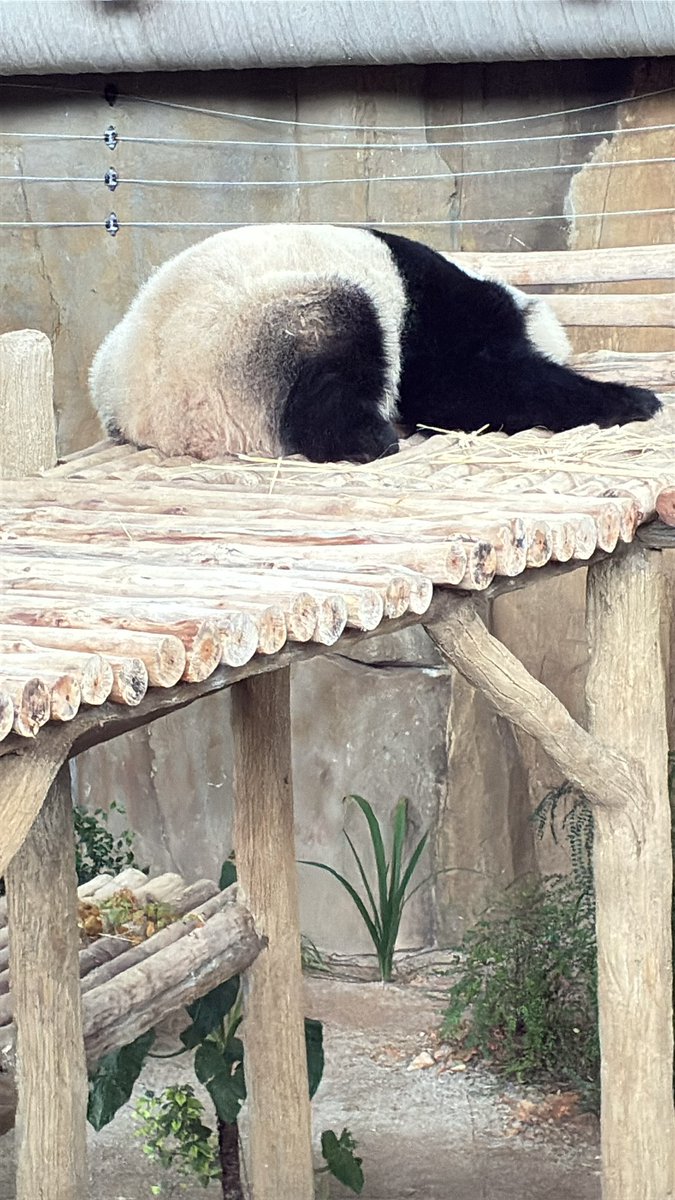 ghostbridexue's tweet photo. My mood today — Xiao Yue’s mood 🤣 

#panda
#nationalzoomalaysia
#zoonegara 
#zoo https://t.co/xkaVLbSF3U
