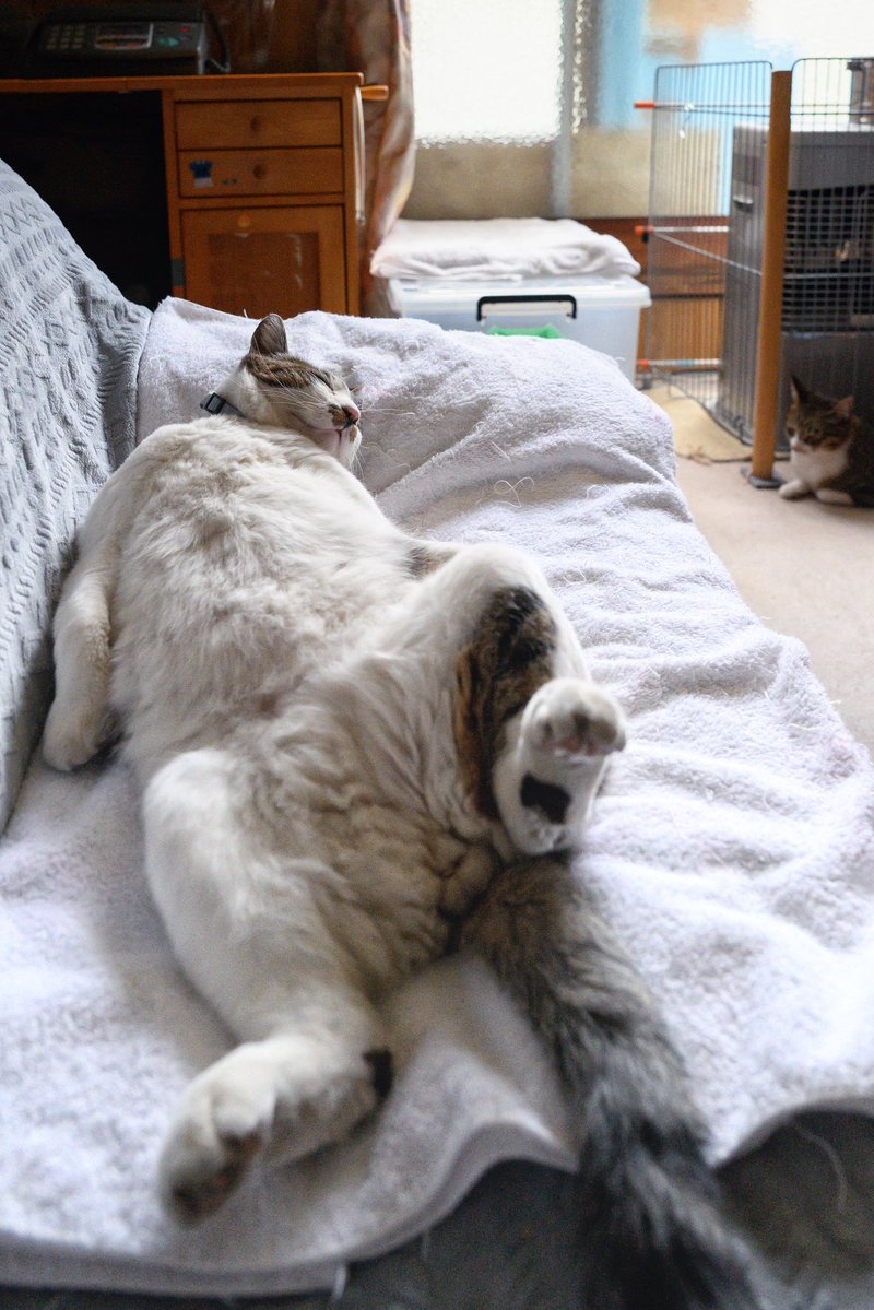 今日も人間はお外で雪かきを頑張る🪏☃️
ケンジはお家でぬくぬく♨️

#ボス猫ケンジ