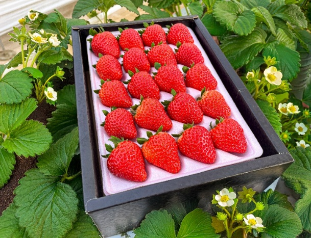 🍓🍓🍓 JAL品質のいちご 🍓 🍓🍓 ＼シンガポール線限定✈️／ 去年もご
