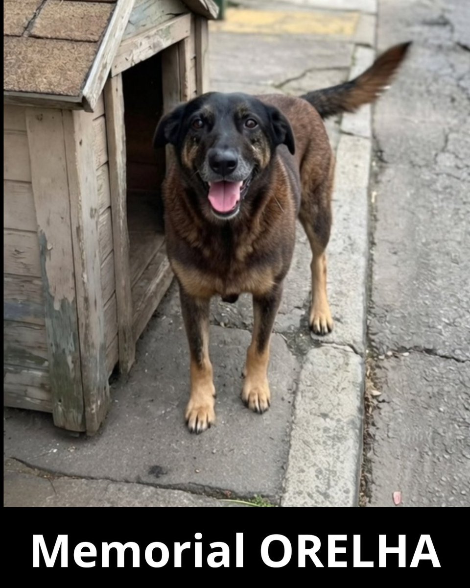 PhaedraXTeddy's tweet image. Their parents sent these killers to #DisneyWorld after they abused this dog in #Brazil 🇧🇷. 
#JusticaParaOrelha !
#Justicaporpretinha