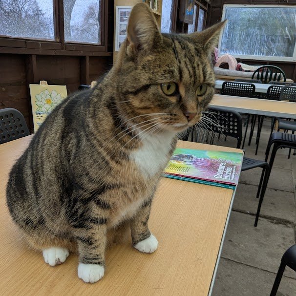 Robert Allotment cat,now helped by Janet & Amanda tweet media