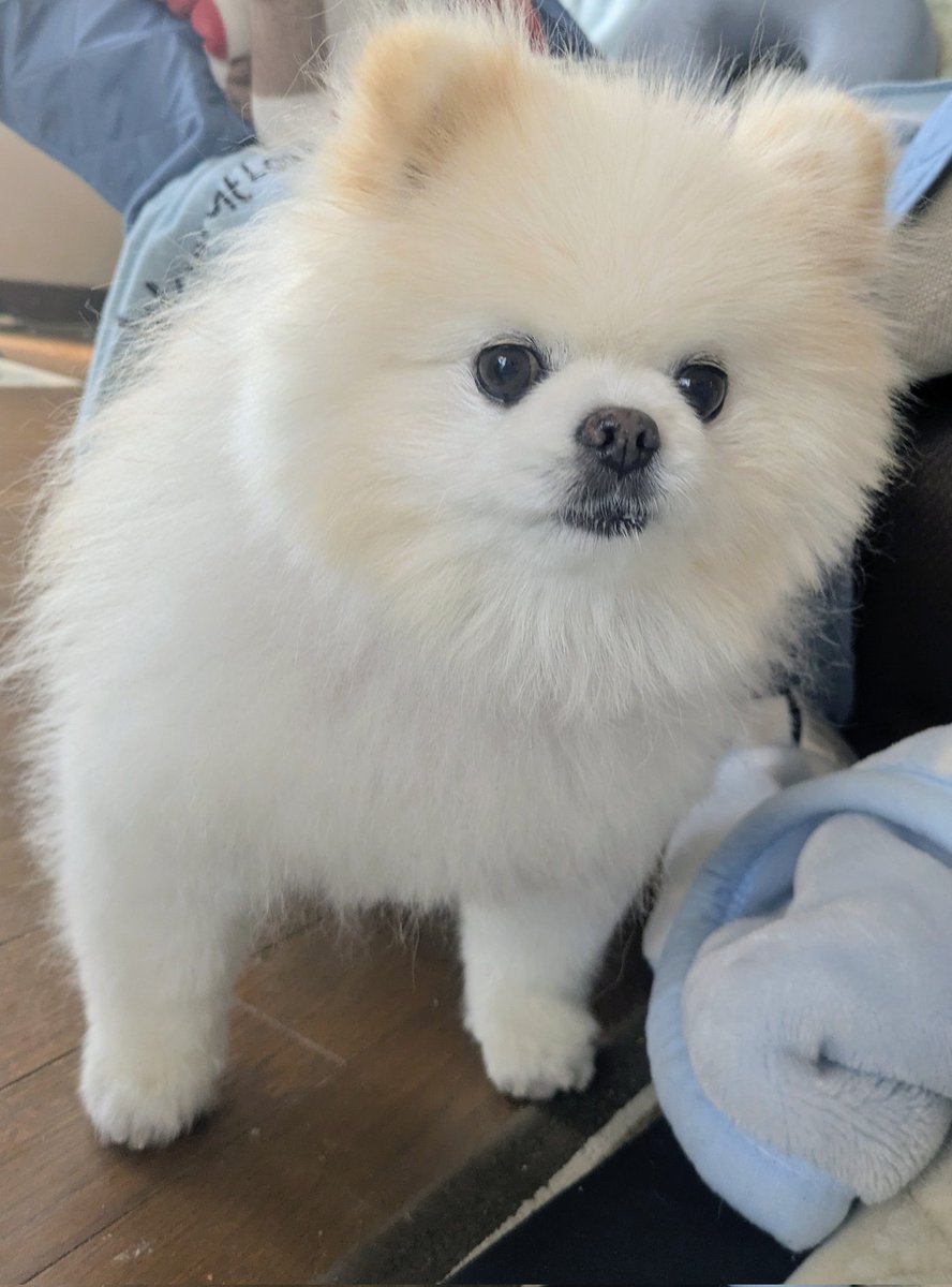 Lefrancルフラン tweet media