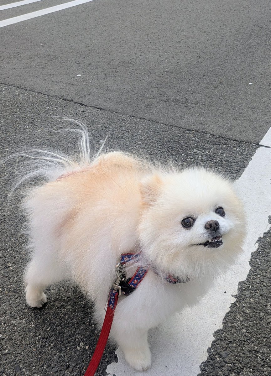 Lefrancルフラン tweet media