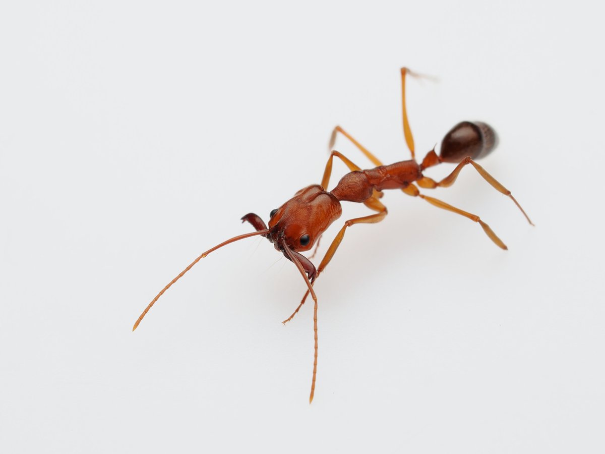#コスタリカで見かけた昆虫
4. アギトアリの仲間
　見つけるとつい撮ってみたくなる造形。
#CostaRica #Insect #Ants