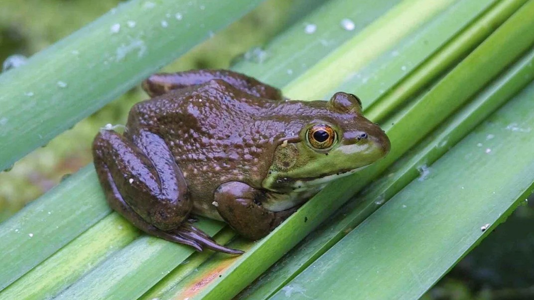 CRCpaleos's tweet photo. CRISIS ANFIBIOS
Un nuevo estudio aporta datos sobre el alarmante declive de las poblaciones de ranas y sapos a escala mundial

📰 https://t.co/3nIXBOpPfJ
vía #TechnoScience
#Holoceno #Extinciones #Anfibios https://t.co/3QfEY31oPZ
