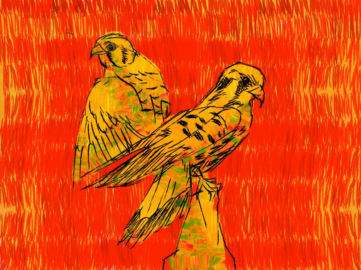 Kestrel 🏵️ tweet media