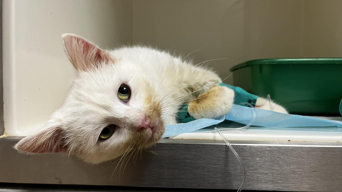 Był oswojony. Nie uciekał. Siadał pod drzwiami domów, jakby wciąż wierzył, że ktoś go wpuści. Zamiast tego dostawał ciszę. Dopiero jedna starsza kobieta zobaczyła w nim żywe, cierpiące istnienie.

ratujemyzwierzaki.pl/mascarpone