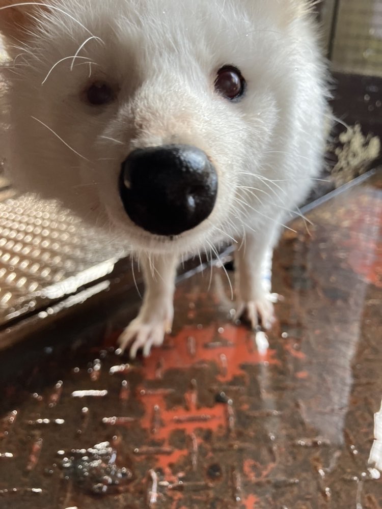 ご報告

2026年1月27日、ホンドタヌキ「こゆき」が老衰により死亡致しました。

12月下旬より眠っている時間が増え、1月21日からは寝たきりとなりました。こゆきが安らかに過ごせるようケアを続けておりましたが、27日の朝に息を引き取りました。

長年可愛がっていただき、ありがとうございました。