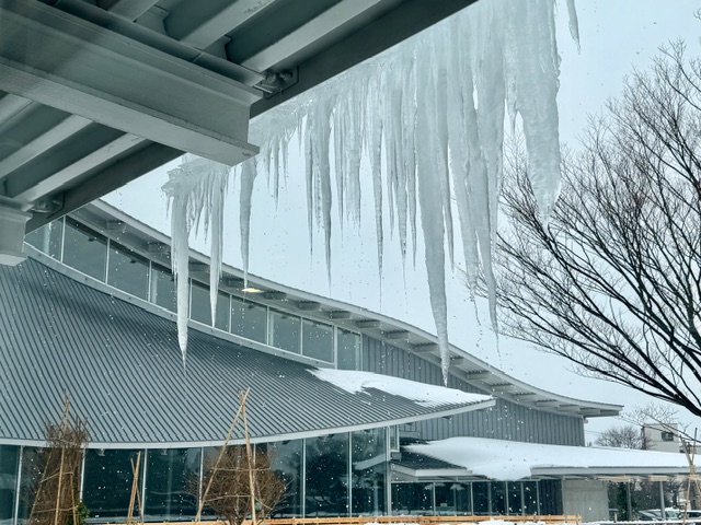 タクトの屋根の大きく育ったつららも❄️今日はポタポタ溶けています💧💧🙂（スタッフ🐨）#きょうのタクト