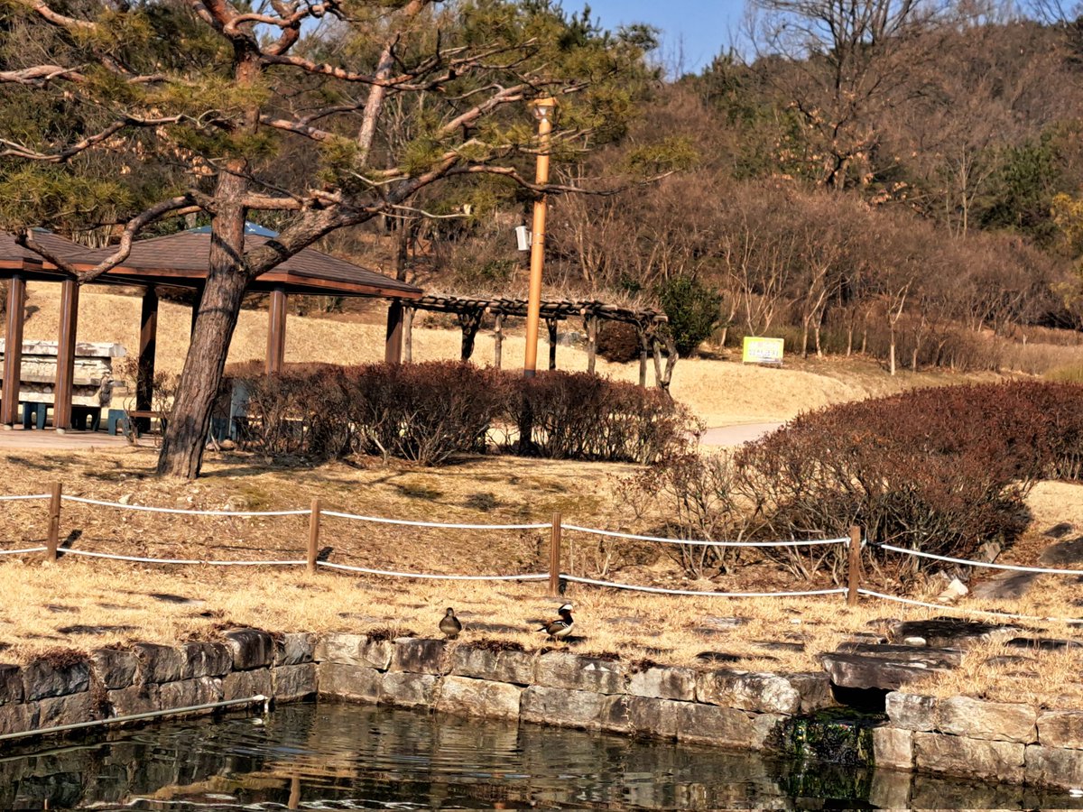 원앙 한 쌍이 놀러왔어요^^