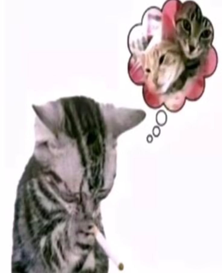 odeiootaco's tweet image. 