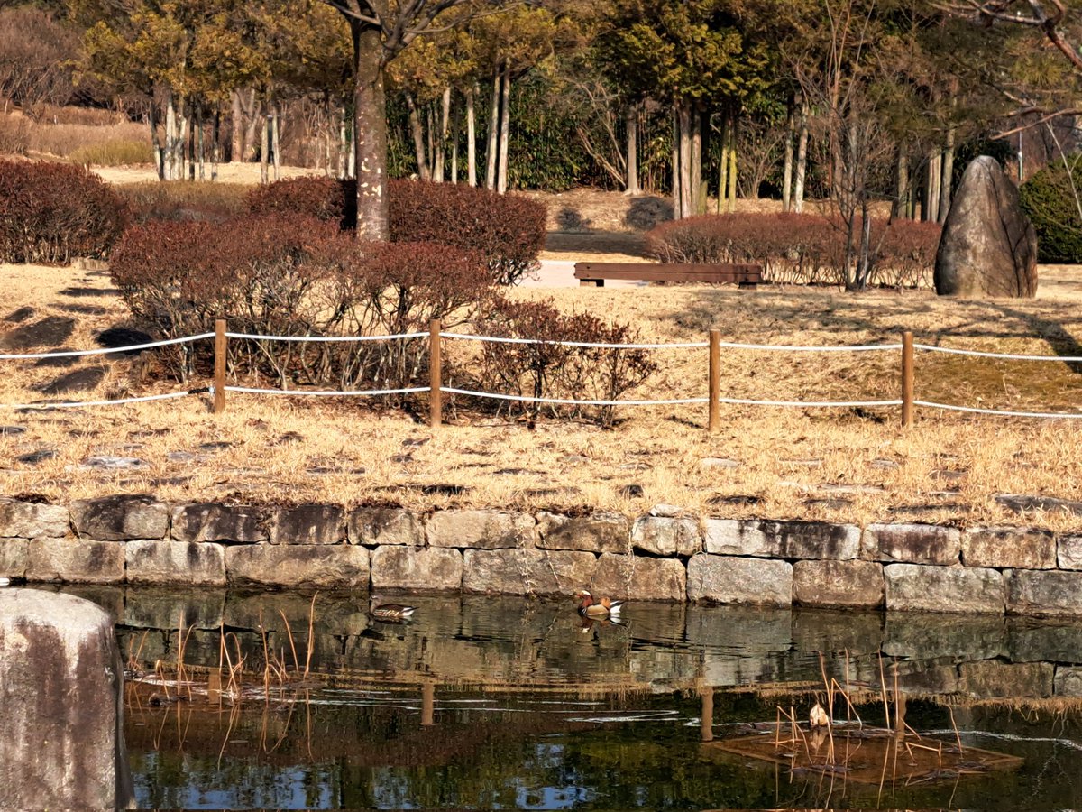 겨울 호수와 원앙
