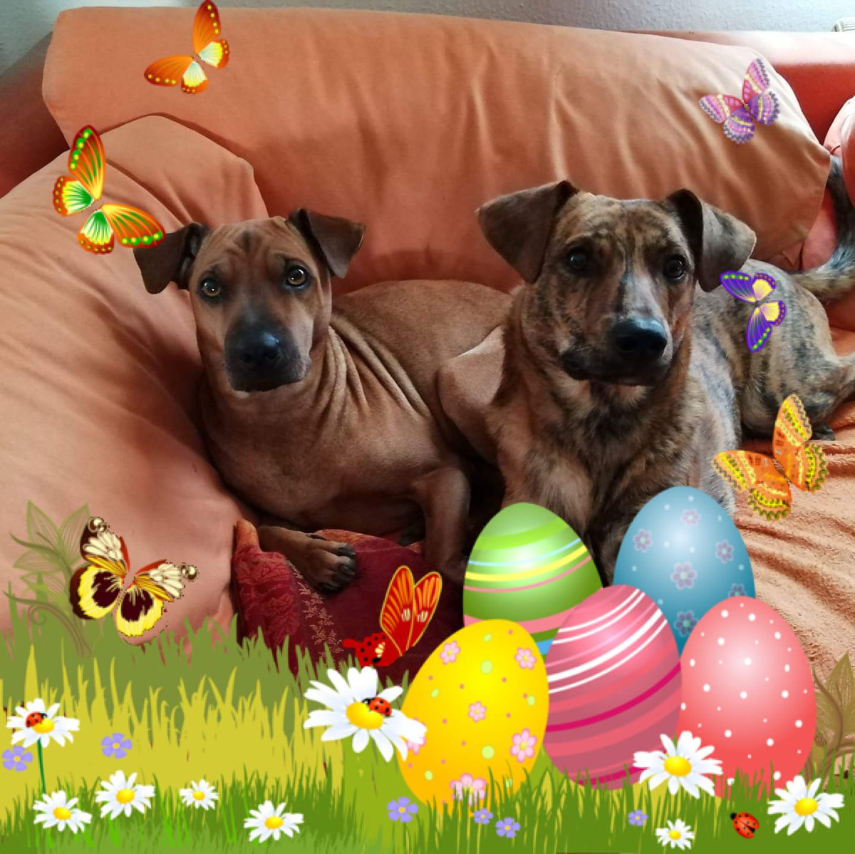 In meinem Bekanntenkreis sind 2 Hunde durch Tod des Frauchens verwaist. Ich stelle sie mal ein, vielleicht kennt ja jemand wen, der jemanden kennt. Beides Rüden, beide mittleren Alters, werden auch einzeln vergeben. Bitte RT.