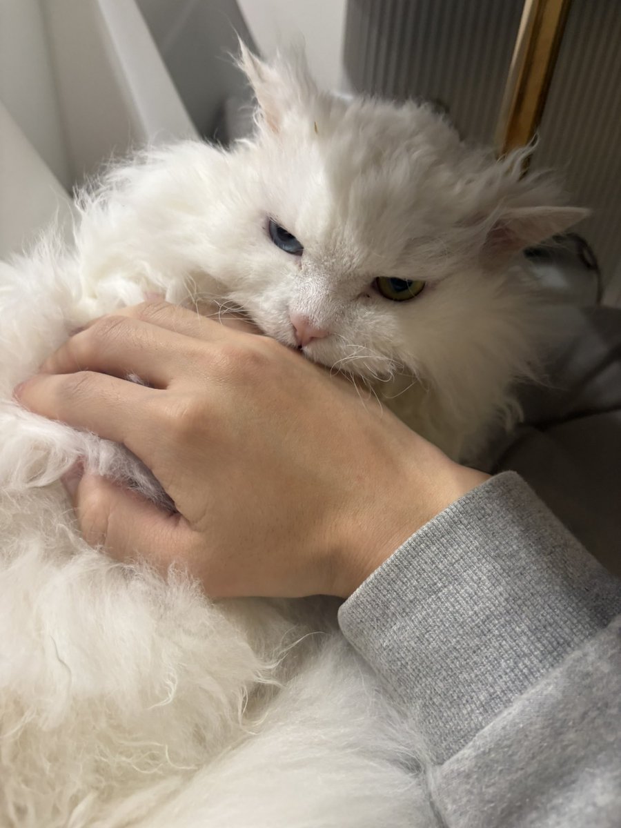 イェルテ/Yelte🌦🛸 tweet media