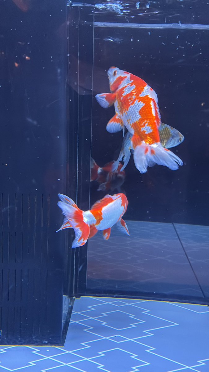 金魚　様 楽天市場】（国産金魚）更紗琉金（1匹） : charm 楽天市場店