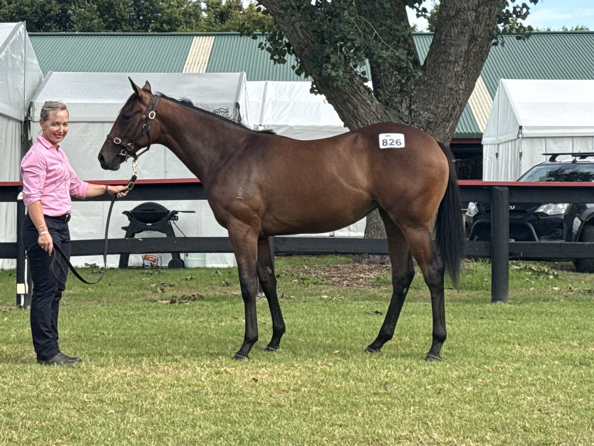 Rising Sun Syndicate 🇦🇺 tweet media