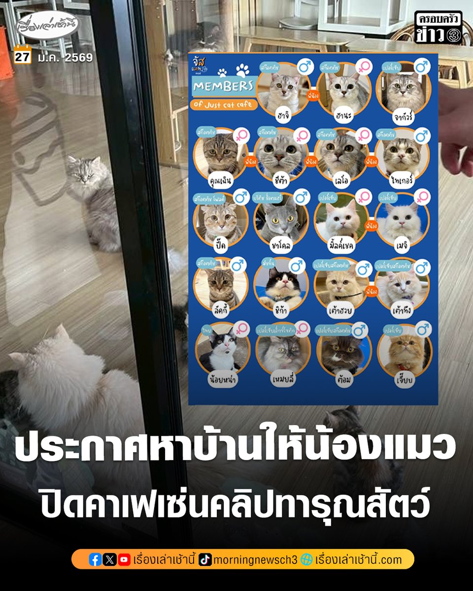 MorningNewsTV3's tweet image. ฝ่ายสิ่งแวดล้อมฯ สำนักงานเขตบางเขน ลุยตรวจคาเฟแมว หลังคลิปว่อนแมวถูกทารุณกรรม ล่าสุดเจ้าของร้านได้ยุติกิจการแล้ว ยินดีเข้าสู่กระบวนการสอบสวน ส่วนแมวมีผู้ใจบุญช่วยดูแลและประกาศหาบ้านต่อไป

อ่านข่าว : ch3plus.com/news/social/mo…

#เรื่องเล่าเช้านี้ #ข่าวช่อง3 #ข่าวสังคม