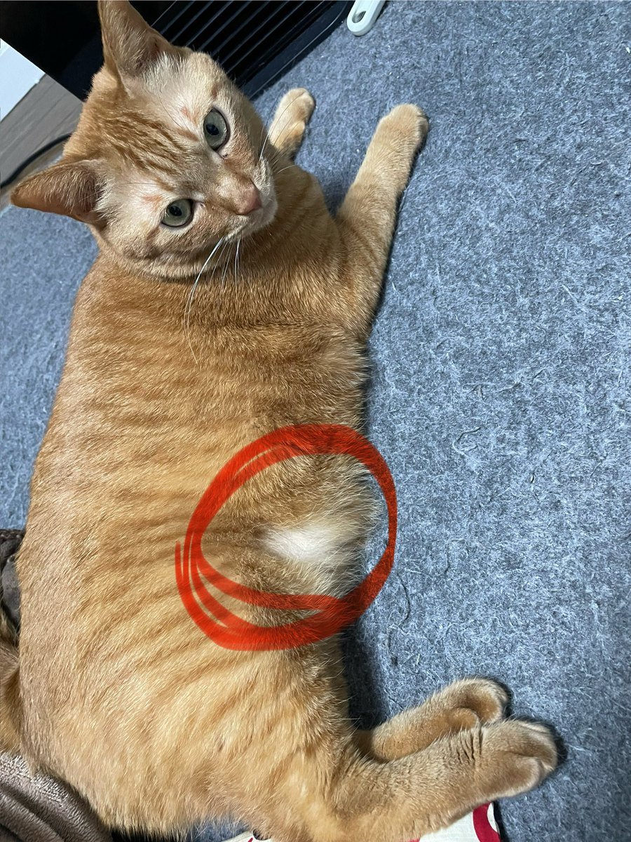 Garide's tweet image. フーム　ストレスか？寒さか？