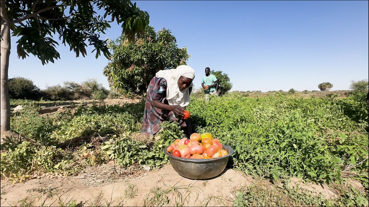 #Changer_les_vies
Nourrir le pays commence par soutenir celles et ceux qui cultivent la terre. 
Aux cotés du gouvernement🇹🇩, nous aidons les communautés à retrouver leur force.
#Resilience