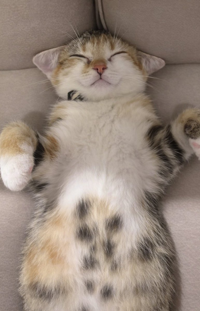 カド吉🥑 (@Eche_Gluck) / Highlights / X