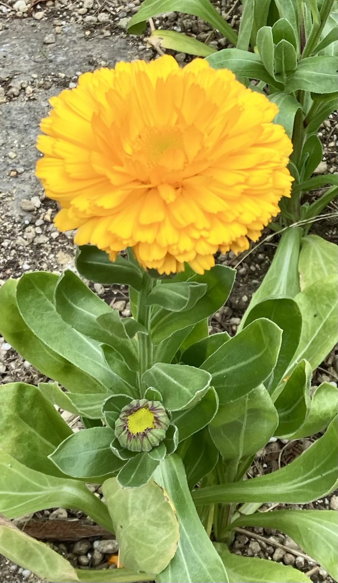Pot marigold flowers for today
💛💛💛
😃😺🌼🌼🌼✨🌞
#flowers #PotMarigold #garden #January2026
