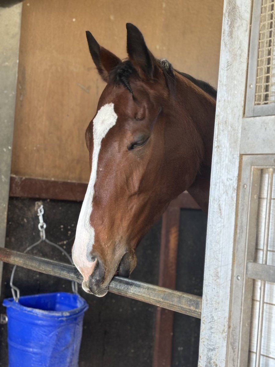 東スポ競馬 (@tospo_keiba) / Posts / X