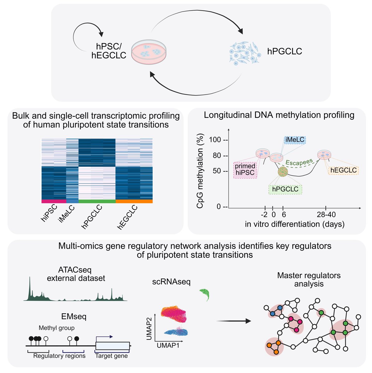 Giuseppe Testa tweet media