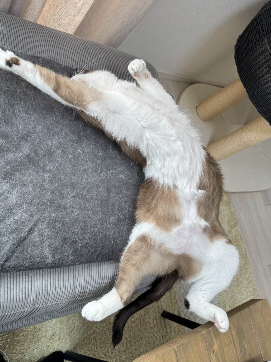 うに✳︎ 楽天市場】【ふるさと納税】【2026年発送】まるひろ橘水産の折生うに