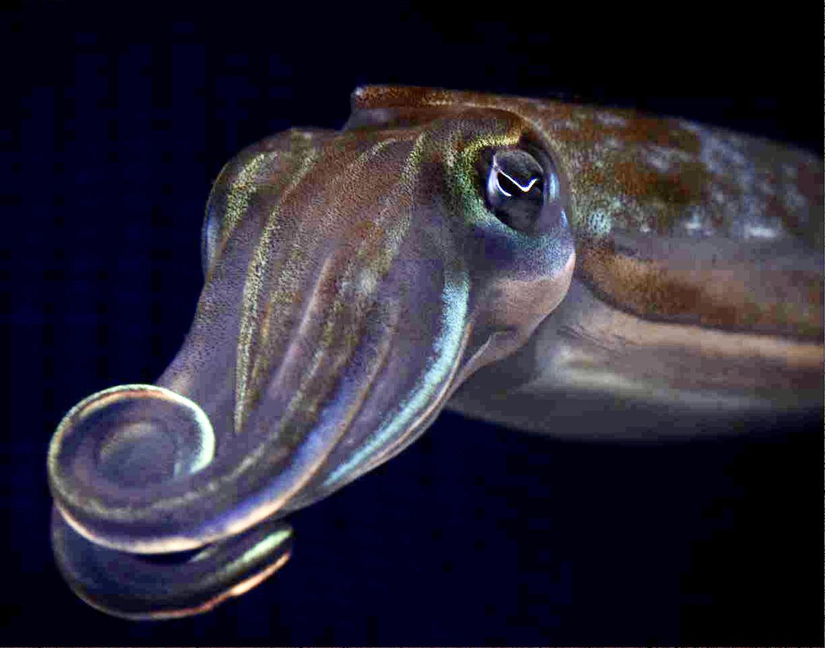 Arata Nakayama tweet media