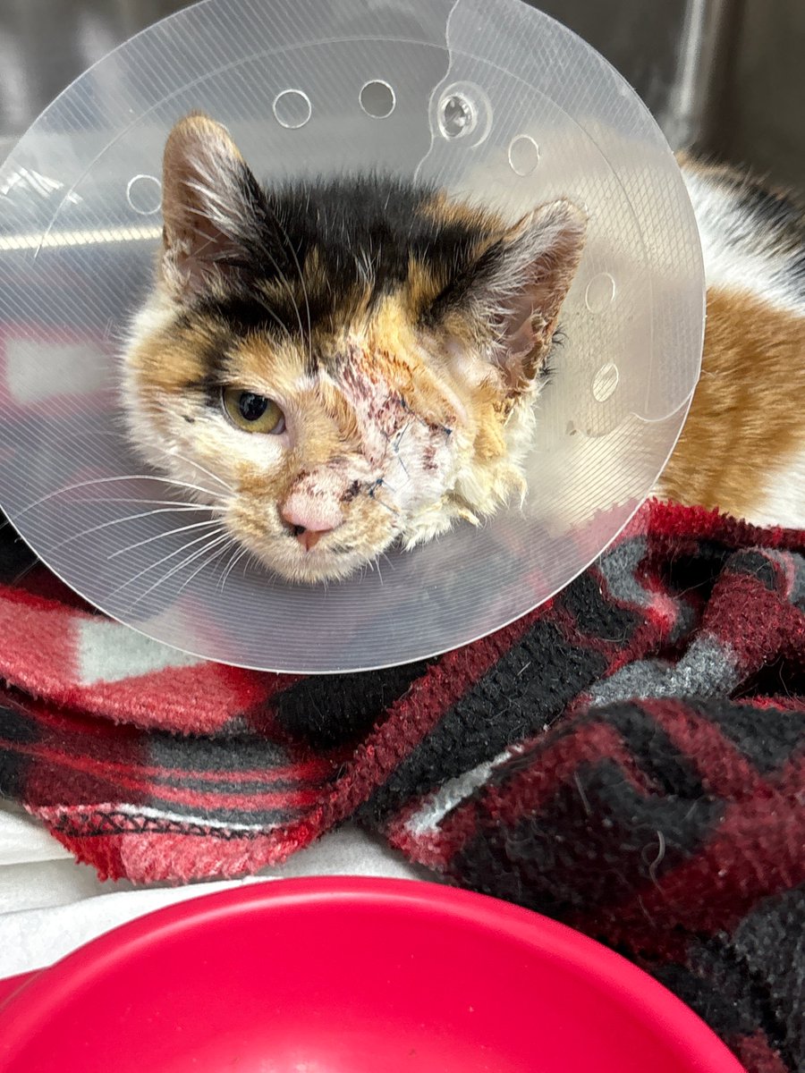 [임보처 급구 RT] 경기도 이천쪽 동물 병원에서 치료받던 길냥이입니다 사람 손 잘타고 골공송도 잘 부르는 애교냥이예요 내일 퇴원인데 구조자가 퇴원후 방생 예정이라고 하여 급하게 임보처 구해봅니다 아이 이동은 지인분이 최대한 힘써보신다고 했어요 한쪽눈 적출했지만 그 외에는 건강해요