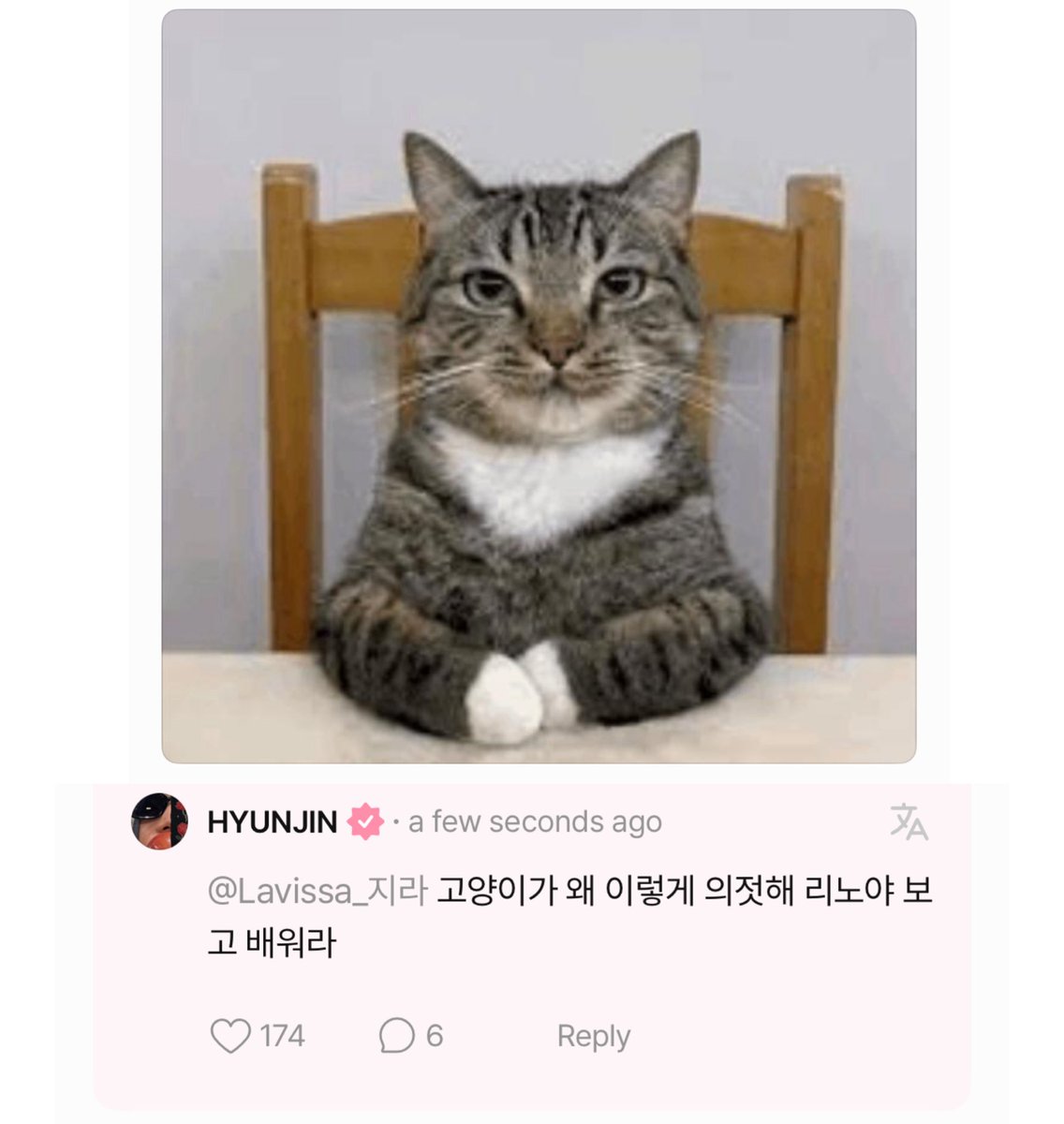 spearhyunnie's tweet image. 🥟: why does the cat look so polite? leeknow-ya, watch and learn from it