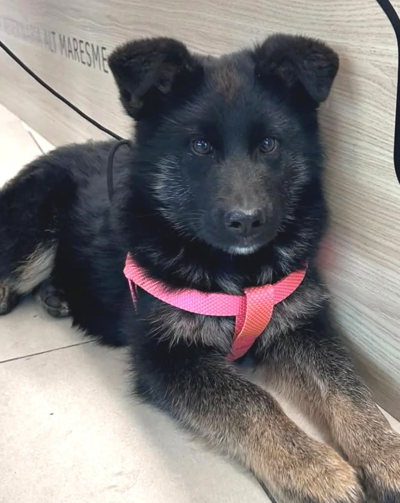 Cadelleta trobada a #MalgratdeMar. Té entre 3 i 4 mesos, i no porta microxip, si coneixes la seva família > 93 797 42 72 #xarxabarcelonatrobats #gràcies #maresme